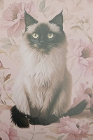 Carte Postale Chat