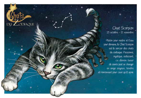 Carte Postale Chat "Scorpion" / Au Bord des Continents