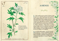 Petit Grimoire : Plantes Sorci&egrave;res - Les Protectrices