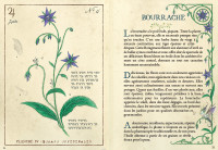 Petit Grimoire : Plantes Sorci&egrave;res - Les Sortil&egrave;ges